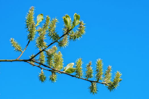 The young buds on the twig of a tree with blue background