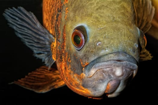 Detail portrait of head of oscar aquarium fish