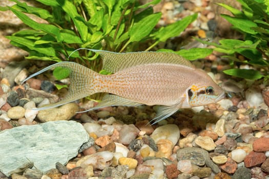 Portrait of colored aquarium fish in the aquarium