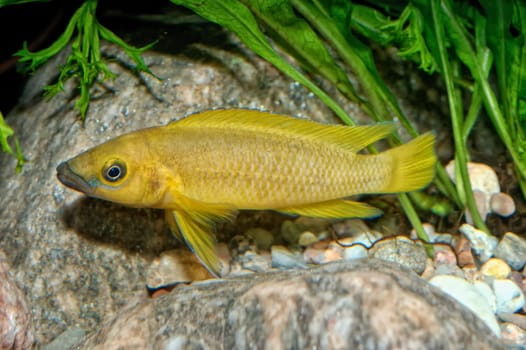 Tropical aquarium fish from genus Neolamprologus