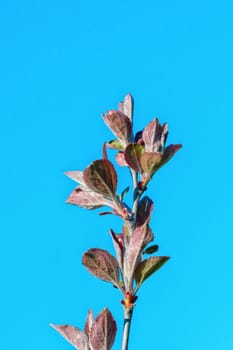 The young buds on the twig of a tree with blue background