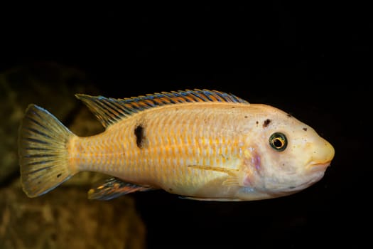 Portrait of colored aquarium fish in the aquarium