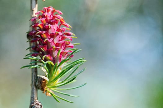 The young buds on the twig of a tree with blurred background