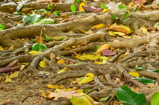 big tree root