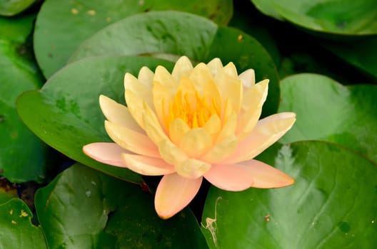 Lotus calls.