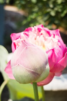 Lotus flower or waterlily with sunlight, stock photo