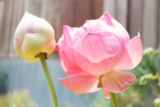 Lotus flowers or waterlily with sunlight, stock photo