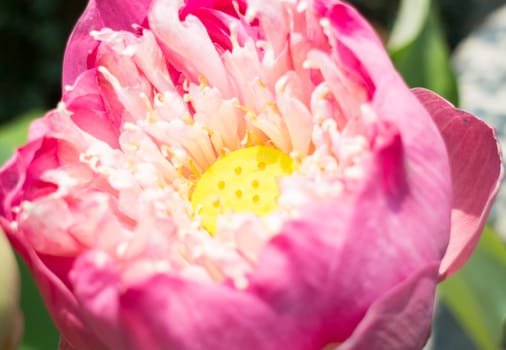 Lotus flower or waterlily with sunlight, stock photo
