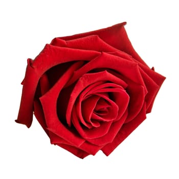 Rose Flowers Isolated on White Background.