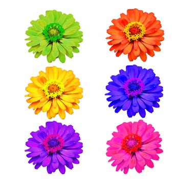 Rose Flowers Isolated on White Background.