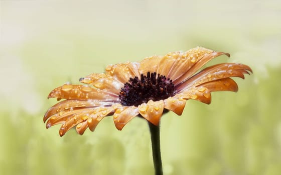 Flower splendour after rain - an orange cape margerite wetted with water droplets