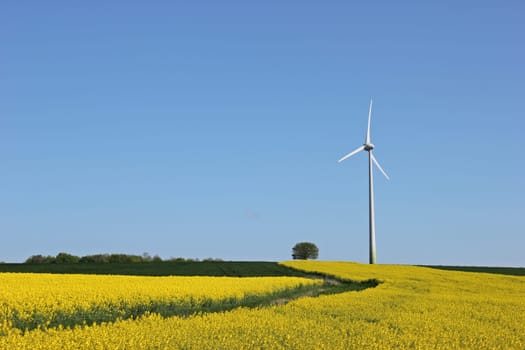 Flowering rapeseed field with tree and wind turbine