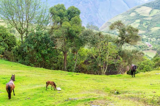 Horse in a lush green landscape outside of the ruins of Kuelap in Peru