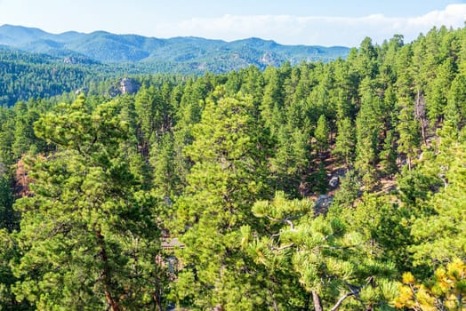 Landscape in Custer State Park of the Black Hills National Forest