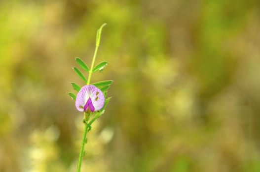 Close up photo of common velch flowe in bloom