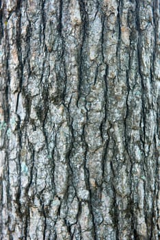 Close up shot of a tree bark background