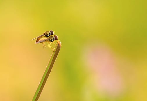 A pair of robberfly mating on a blade of grass