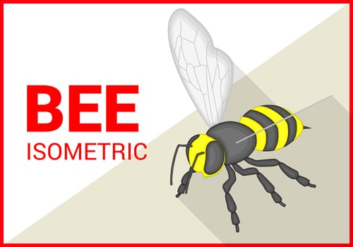 Honey bee insect isometric flat vector 3d illustration