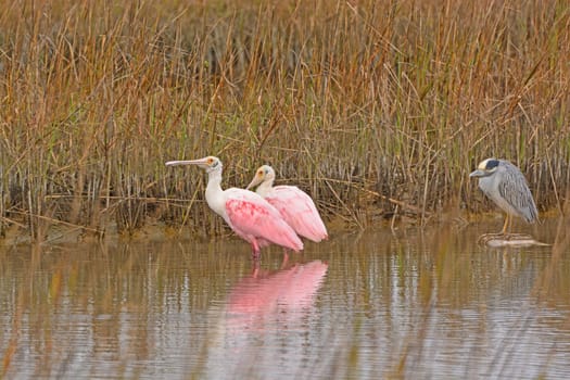 Roseate Spoonbills with a Yellow-crowned Night Heron in the Bayou near Surfside Beach on the Gulf Coast of Texas