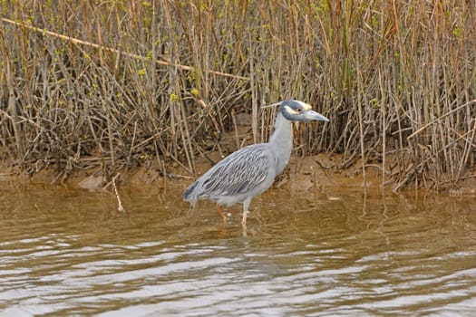 Yellow-Crowned Night Heron in the Bayou near Surfside Beach on the Gulf Coast of Texas
