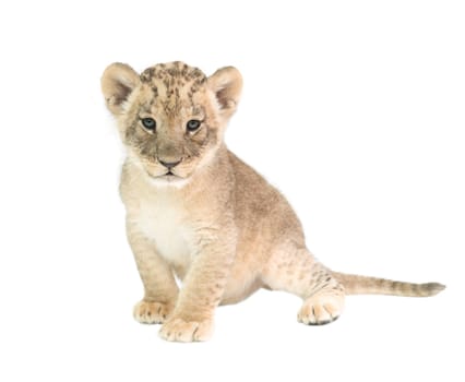 baby lion (panthera leo) isolated on white background