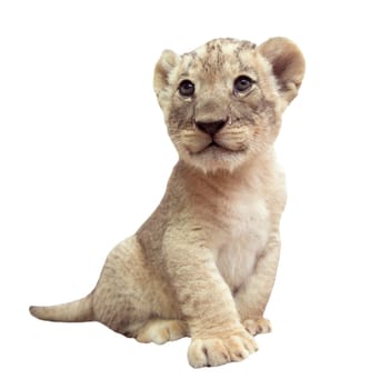 baby lion (panthera leo) isolated on white background