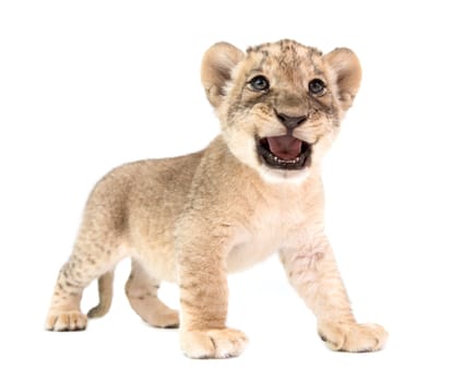 baby lion (panthera leo) isolated on white background