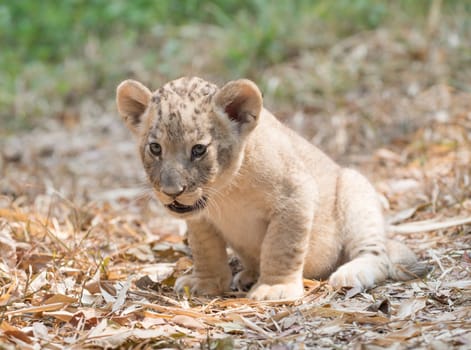 cub of lion sit alone on dry leaves