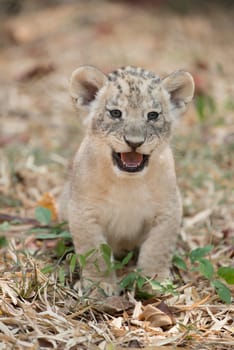cub of lion sit alone on dry leaves