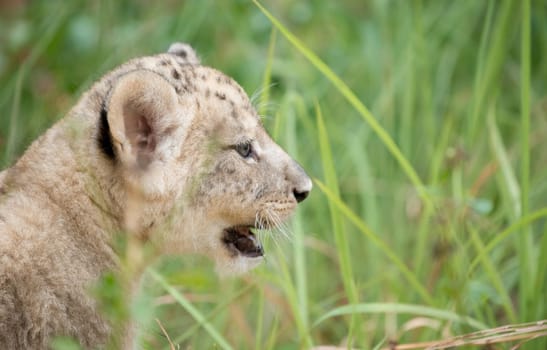 baby lion head shot among  dense grasses