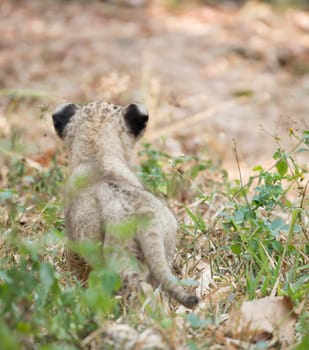 cub of lion sit alone on dry leaves