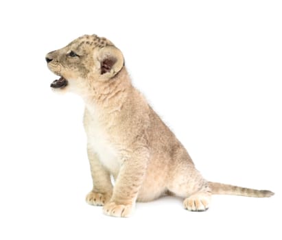 baby lion (panthera leo) isolated on white background