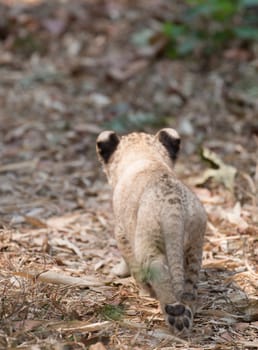 cub of lion walking alone on trail
