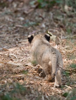 cub of lion walking alone on trail