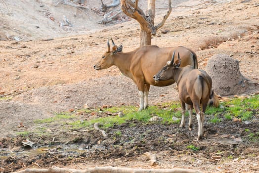 banteng (Bos javanicus) resting near mud