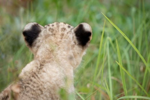 baby lion head shot among  dense grasses