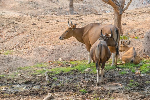 banteng (Bos javanicus) resting near mud