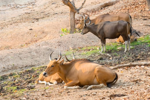 banteng (Bos javanicus) resting near mud