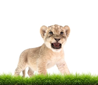 baby lion (panthera leo) with green grass isolated on white background