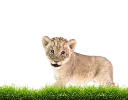 baby lion (panthera leo) with green grass isolated on white background