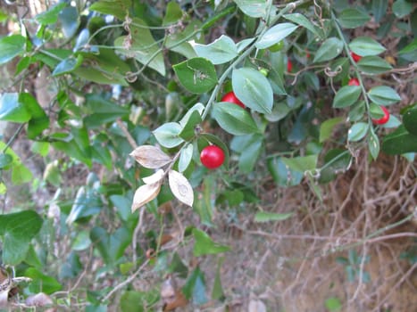 Mice thorn with berries