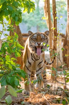 indochinese tiger facial expression after smelling femele