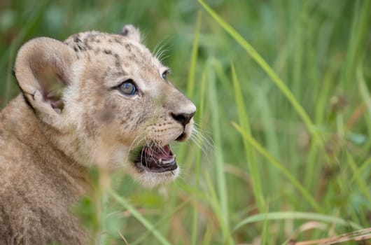 baby lion head shot among  dense grasses