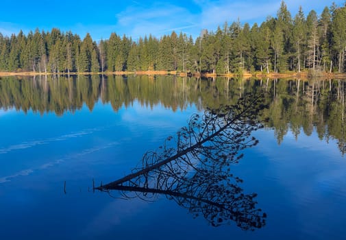 The tree in the water