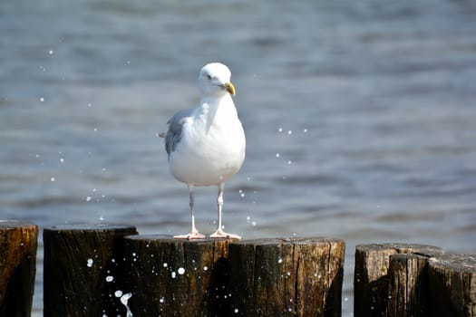 Seagull on the beach