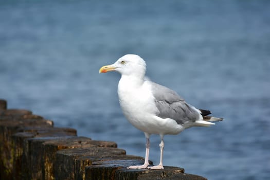 Seagull on the beach