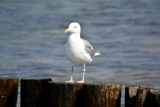 Seagull on the beach