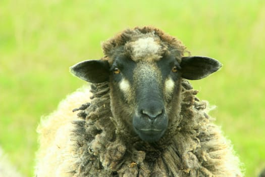 head of sheep grazing on the pasture