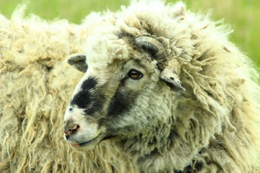 head of big sheep with thick fleece