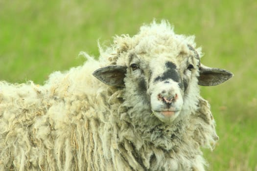 head of big sheep with thick fleece